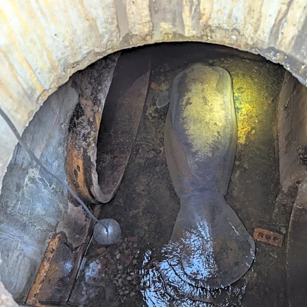 A 410-pound manatee rescued from a Florida storm drain is now recovering at SeaWorld Orlando