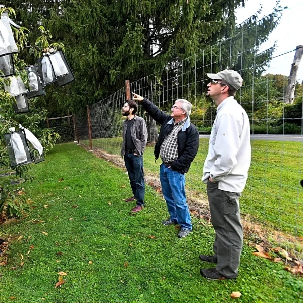 Scientists say genetic analysis could greatly speed restoration of iconic American chestnut