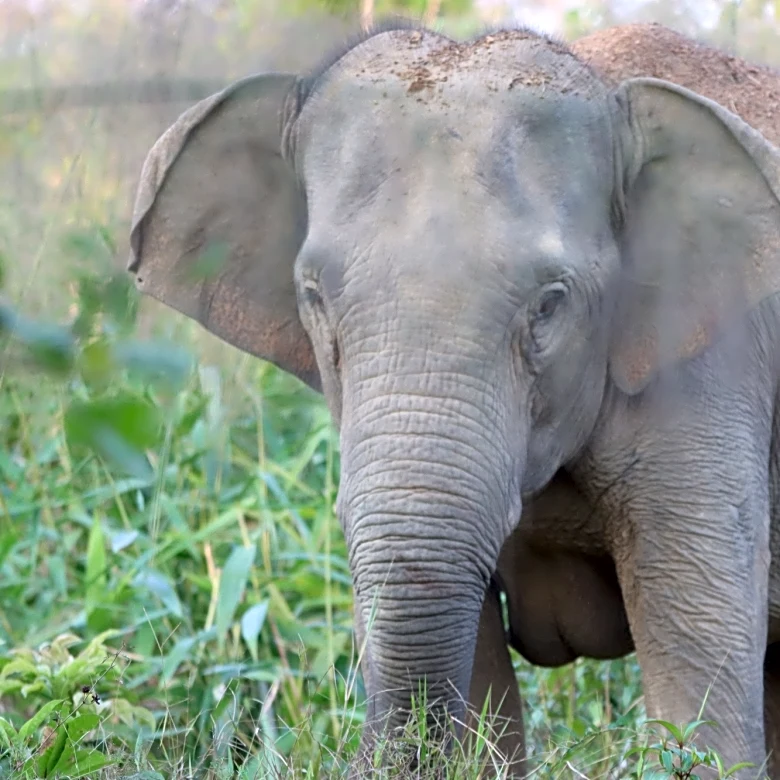 Thailand uses a birth control vaccine to curb its elephant population near expanding farms