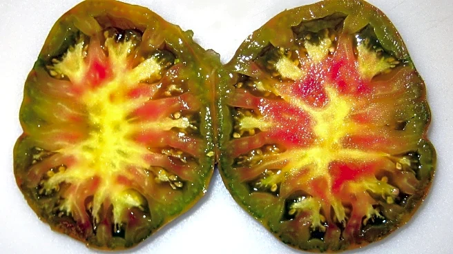 A kaleidoscope of oddball tomatoes to try as seed-starting season nears