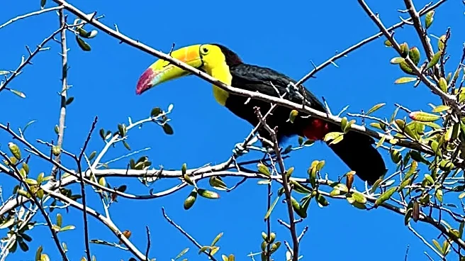 Rescue group in Las Vegas tries to catch a toucan that escaped its owner before it's too late