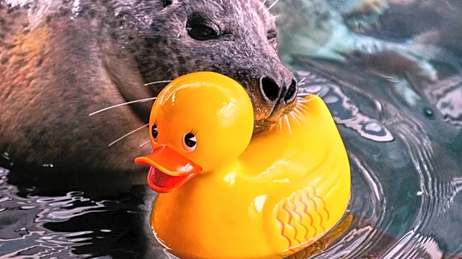 Reggae the seal uses rubber ducks for daily enrichment training at Boston aquarium