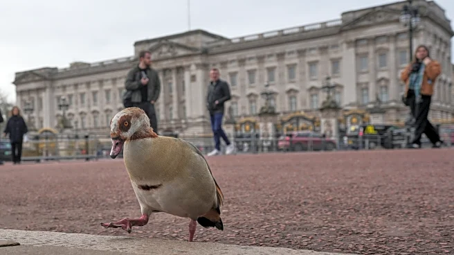 From abdication to Diana, Harry and ex-Prince Andrew. A look at major British royal scandals