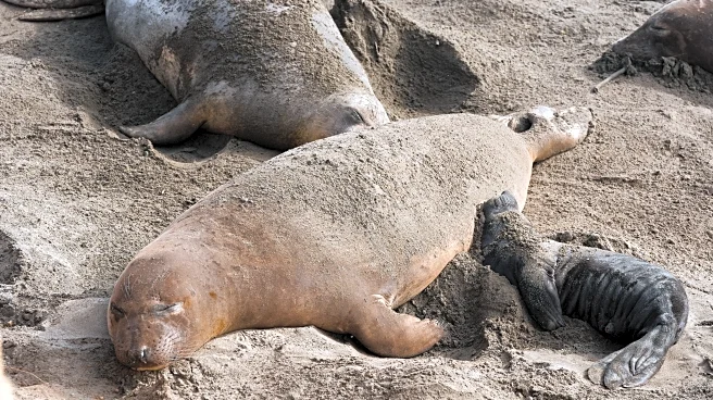 Bird flu outbreak in California elephant seals prompts officials to cancel popular tours