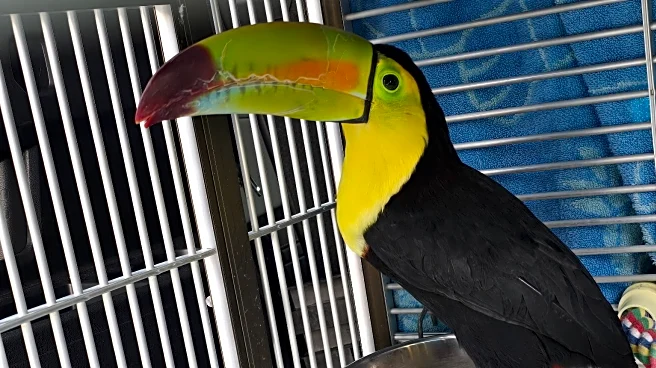 Toucan seen flying around Sin City has been rescued