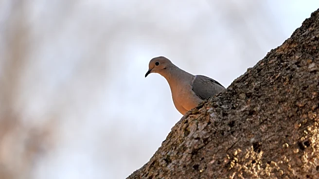 Shrinking North American bird population is getting worse faster. Experts blame agriculture, warming