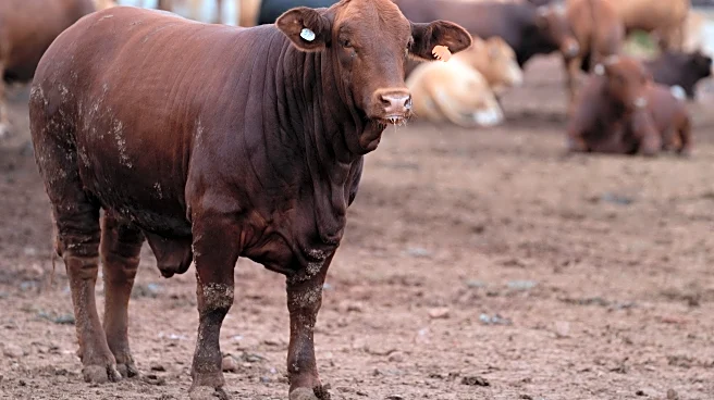 South Africa starts mass cattle vaccination program to halt foot-and-mouth outbreak