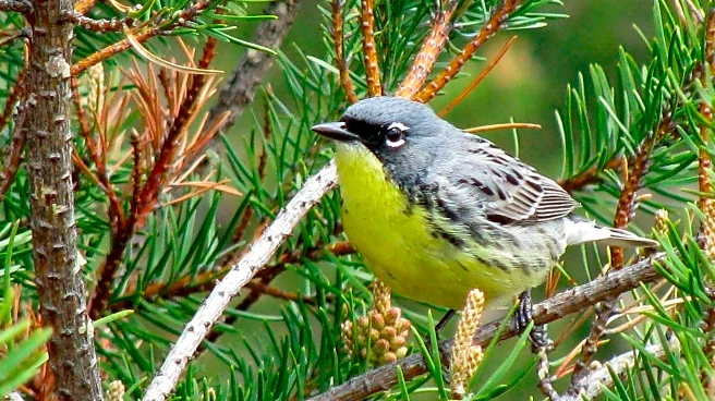 US plans to clear-cut in Michigan forest. Some fear for endangered species