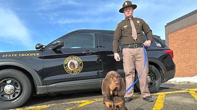 They have a nose for finding people. Bloodhounds and their low-tech sniffers help police track