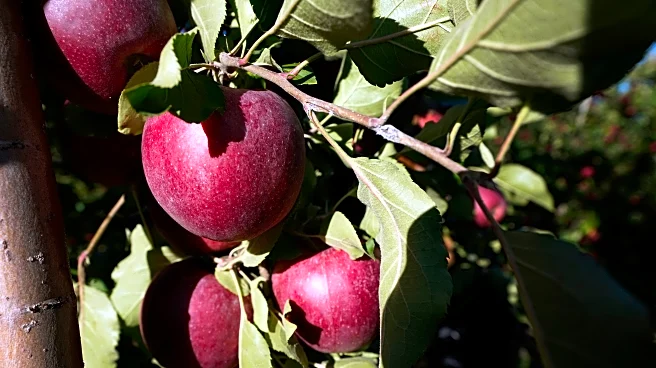 Michigan falls behind in race to save disappearing farmland
