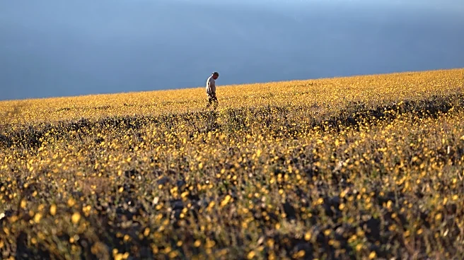 Wildflowers are blooming in the driest place in North America — but not for long