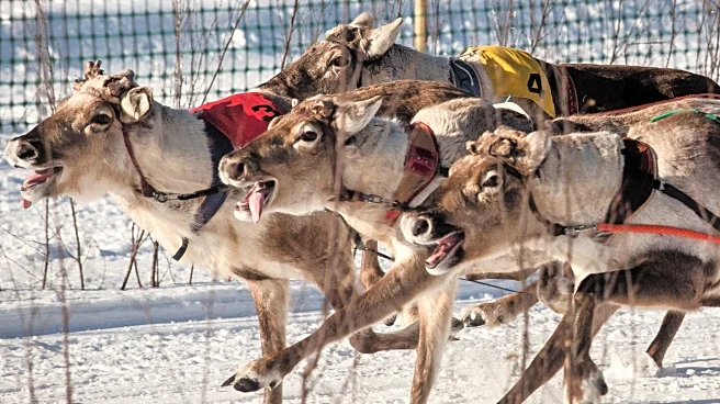 Reindeer racing thrills spectators in Finland's frigid north near the Russian border