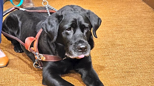 A service dog named Alfred sparked a Lyft settlement in Minnesota with nationwide reach