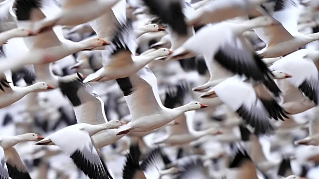 Snow geese take off for the Arctic in mesmerizing sunrise display