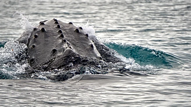 Scientists made a breakthrough in the study of whale sounds. Here's a look at the numbers
