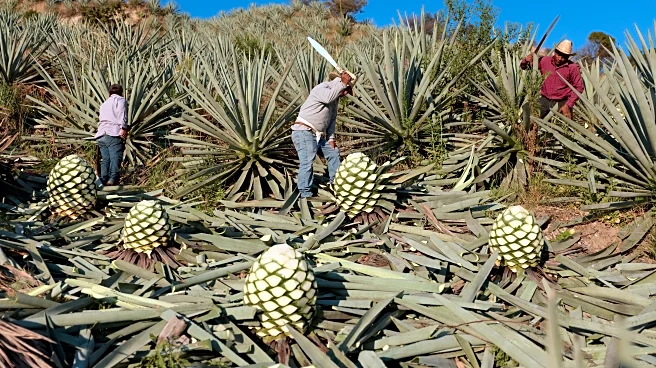 See how mezcal is made in Mexico