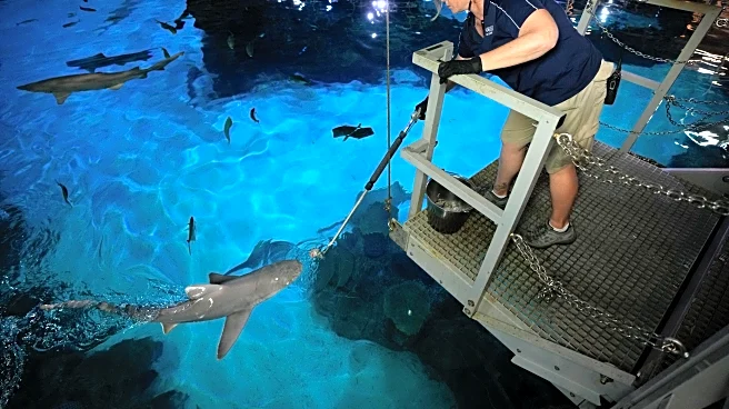 There are sharks in Las Vegas feasting on hundreds of pounds of fish every week