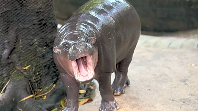 Man arrested after climbing into pygmy hippo Moo Deng's enclosure at Thai zoo
