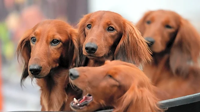 French bulldog frenzy may be cooling in US, but dachshunds are riding high