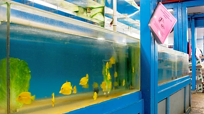 A do-or-die moment for one of Hawaii's most contested trades