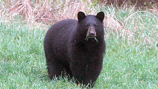 As warming climate brings bears out of hibernation earlier, backyard care is key to coexistence