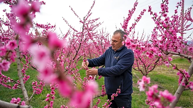 A pink veil across the fields: Thousands flock to Greece’s peach blossoms