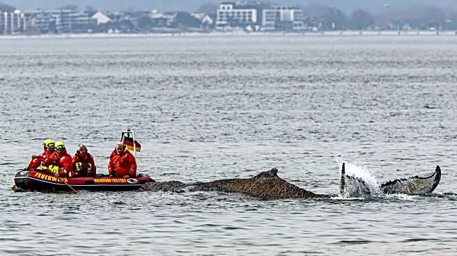 Rescuers try to refloat a stranded humpback whale in Germany’s Baltic Sea