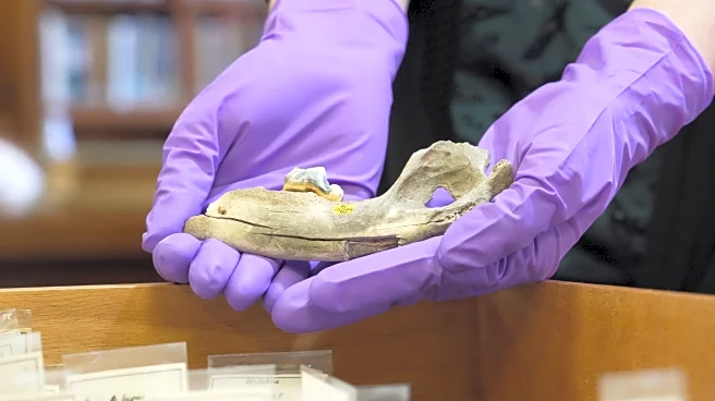 New studies of old dogs help scientists understand where they came from