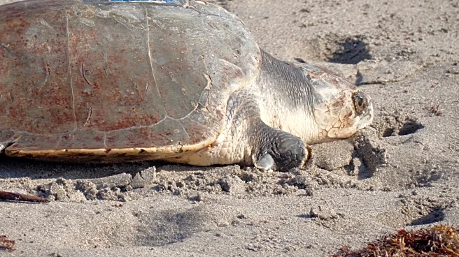 A 3-limbed Kemp's ridley sea turtle is now being tracked at sea by satellite