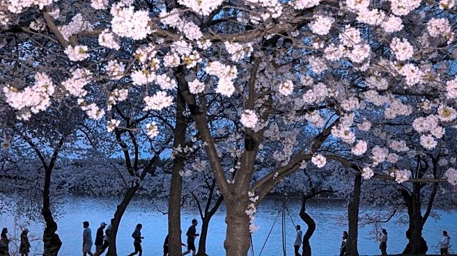 Washington’s cherry blossoms hit peak bloom, sending a fleeting burst of pink across the capital