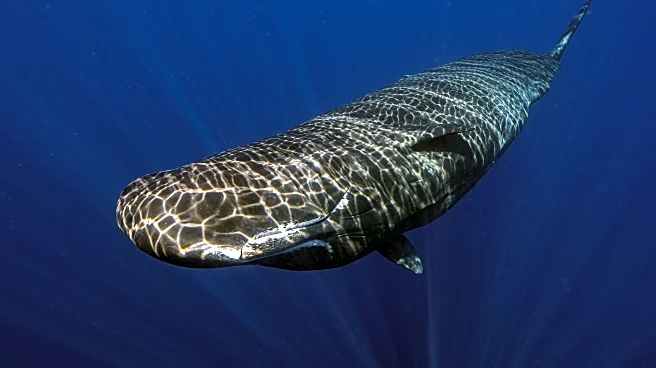 Scientists captured female sperm whales on video working together during a birth to protect the calf