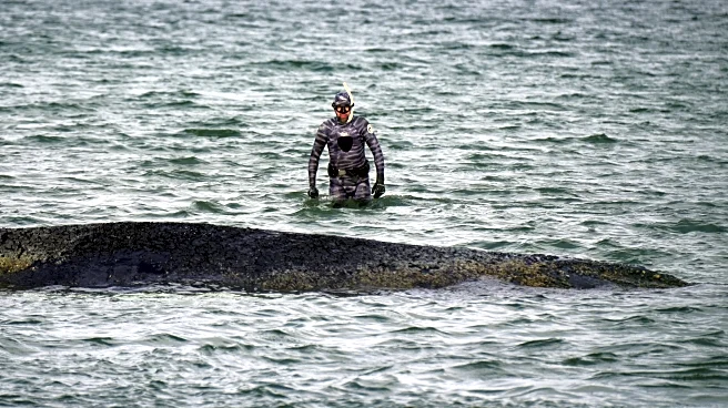 A whale stranded at a Baltic Sea resort has swum off a sandbank. But it isn't safe yet