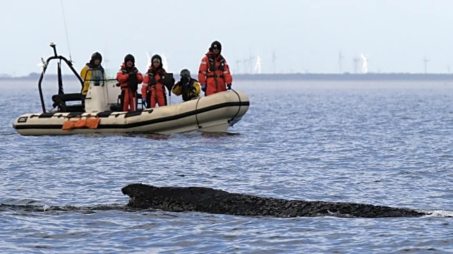 Humpback whale freed by rescuers in Baltic Sea has become stranded again