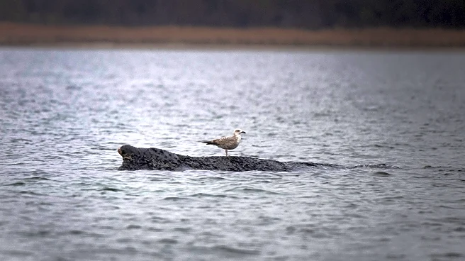 A stranded whale in Germany’s Baltic Sea weakens as hopes of its return to the Atlantic fade