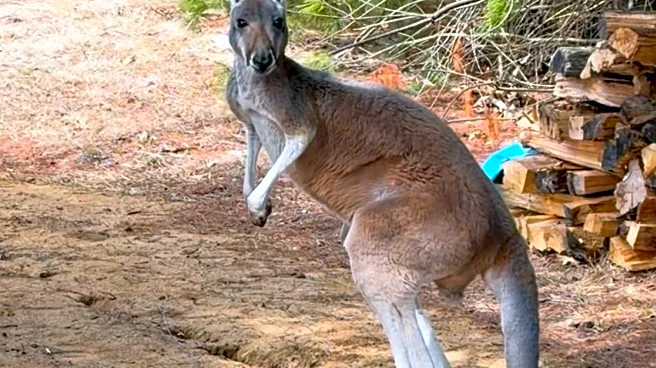 Chesney the kangaroo scales tall fence and flees petting zoo for three days on the lam