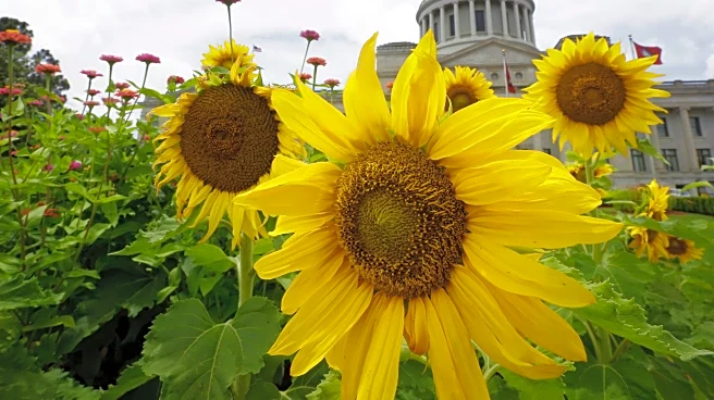 AP Decision Notes: What to expect in Arkansas' primary runoff elections