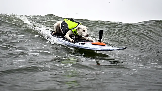 Sugar The Surfing Dog, the first canine inducted into the Surfer’s Hall of Fame, dies