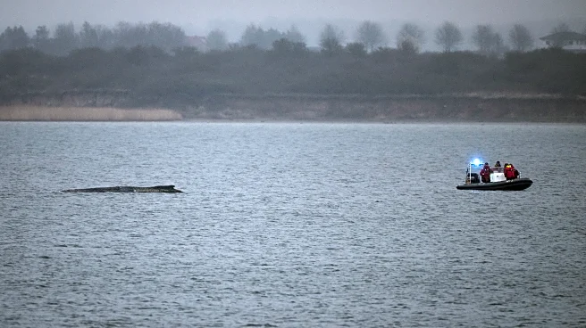 Whale stranded in the Baltic Sea swims free again. It still faces a tough task