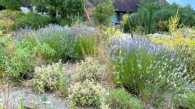 Gravel gardens can cut wildfire and heat risks. It's being used outside fire zones too