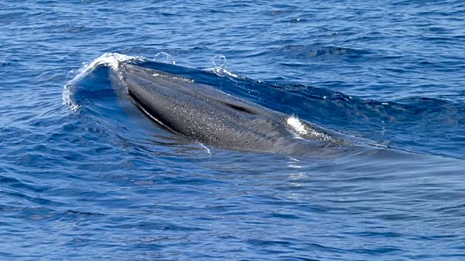 Things to know about Rice's whale, a rare species at risk from Trump plans for more Gulf drilling