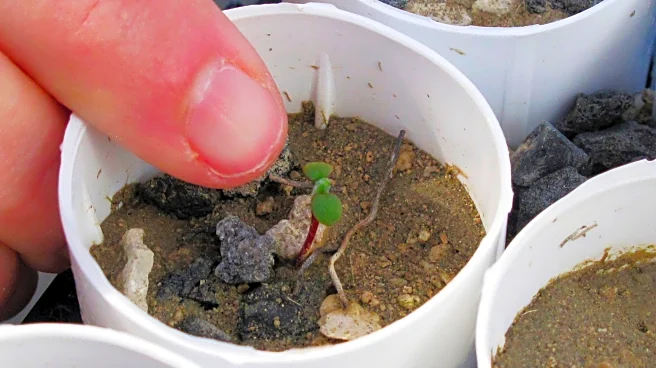 Nevada lithium mine clears major hurdle despite conservationists' worries for rare wildflower