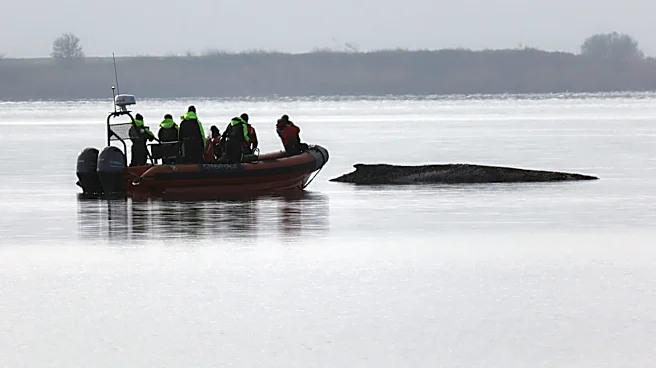 Rescuers give up hope for the humpback whale stranded in the Baltic Sea