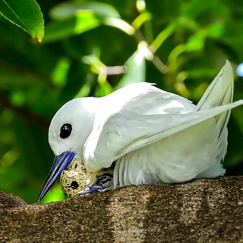 How a seabird native to Hawaii has adapted to life in Honolulu's concrete jungle