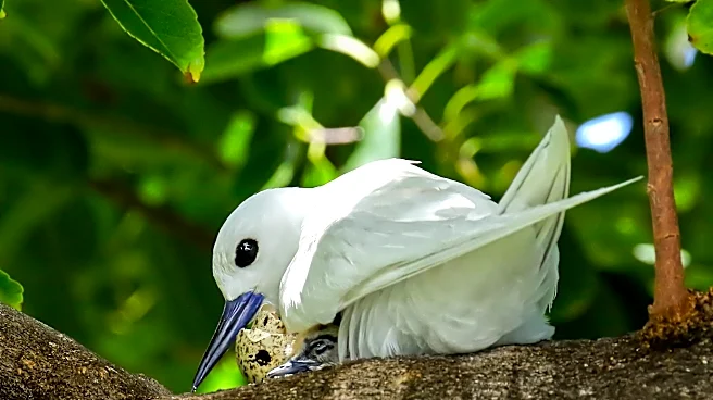 How a seabird native to Hawaii has adapted to life in Honolulu's concrete jungle