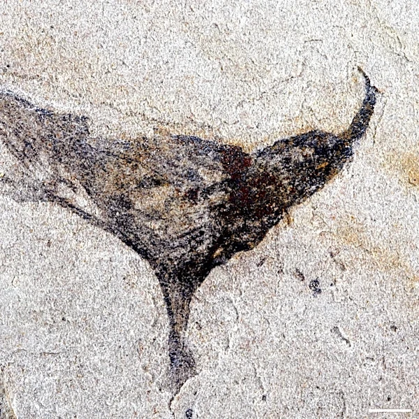 How we came to be: Scientists get first look at the evolution of early complex animals