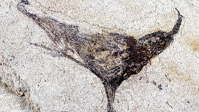 How we came to be: Scientists get first look at the evolution of early complex animals