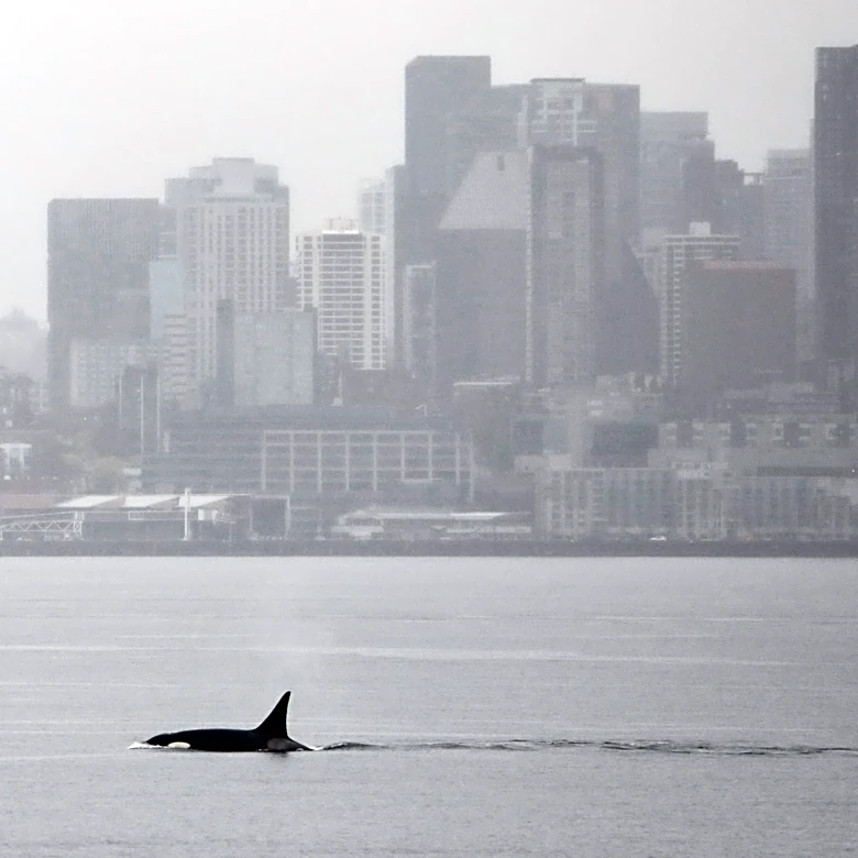 Orcas never seen before in Seattle delight whale watchers with a visit