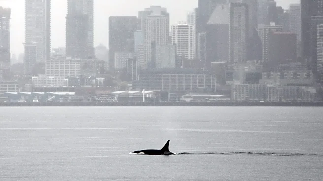 Orcas never seen before in Seattle delight whale watchers with a visit