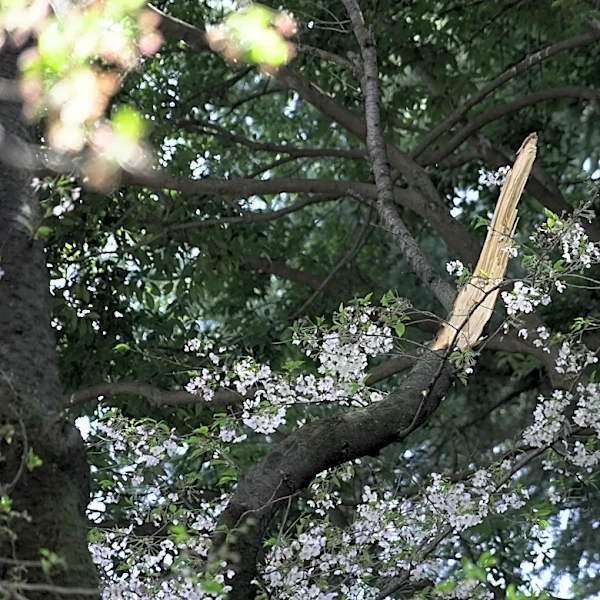Collapse of Tokyo's aging cherry blossom trees during viewing season raises safety concerns
