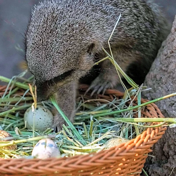 Step aside, children: A Chilean zoo stages an Easter egg hunt with 'treats' for the animals